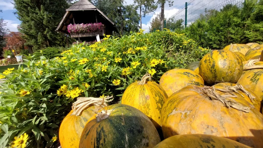 Razstavo buč si lahko v Mozirskem gaju ogledate &scaron;e vse do 6. oktobra. F Maja Horvat