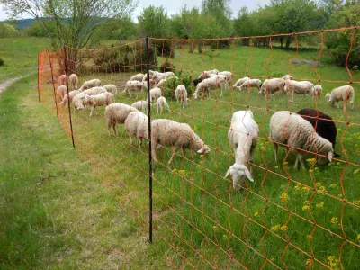 Drobnica je na pašniku ograjena z visoko električno mrežo. F Andrej Sila