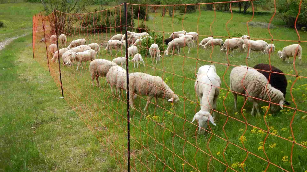 Drobnica je na pašniku ograjena z visoko električno mrežo. F Andrej Sila