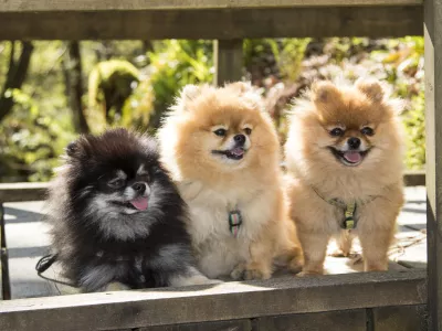 The Pomeranian (often known as a Pom or Pom Pom) is a breed of dog of the Spitz type, named for the Pomerania region in Central Europe (today part of northern Poland and eastern Germany). Classed as a toy dog breed because of its small size, the Pomeranian is descended from the larger Spitz type dogs, specifically the German Spitz. It has been determined by the FĂ&Acirc;&copy;dĂ&Acirc;&copy;ration Cynologique Internationale to be part of the German Spitz breed; and in many countries, they are known as the Zwergspitz ("Dwarf-Spitz").