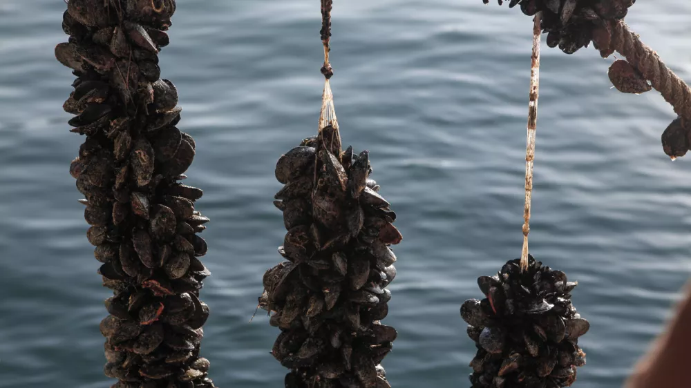 ﻿- 08.09.2014 - IZOLA - Ribištvo Školjkarstvo Mitja Petrič s.p. - gojenje školjk - školjke klapavice in ladinke, nabiranje - školjčišče ///FOTO: Luka Cjuha OPOMBA: ZA OBJAVO V PRILOGI – DNEVNIKOV OBJEKTIV - REPORTAŽA 2014