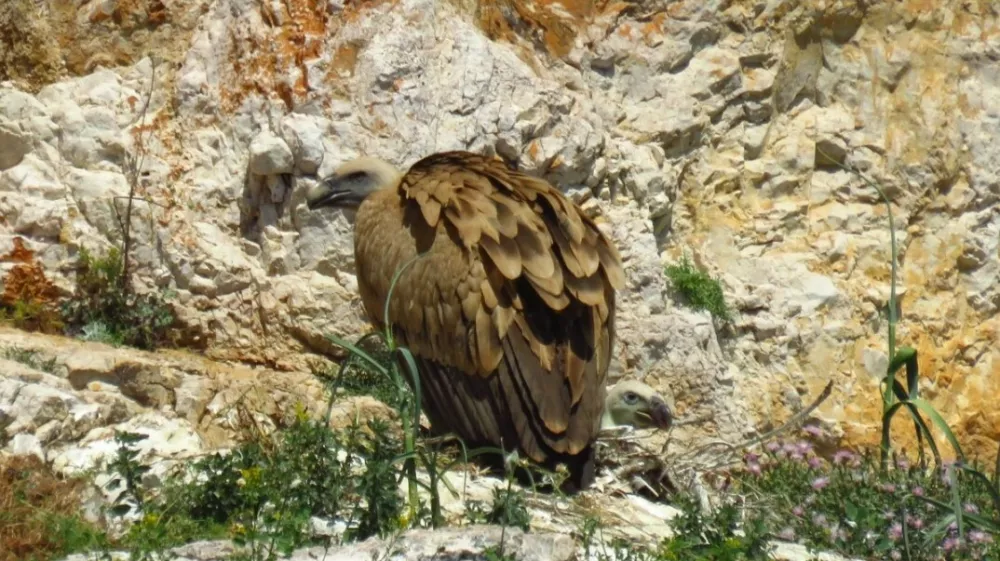 Beloglavi jastreb v zaveti&scaron;ču na Cresu. Foto: zaveti&scaron;če Beli