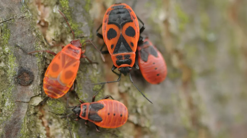 Rdeči škratec ali šuštar, najpogosteje ga vidimo spomladi na lubju. / Foto: Dušan Klenovšek, Kozjanski park