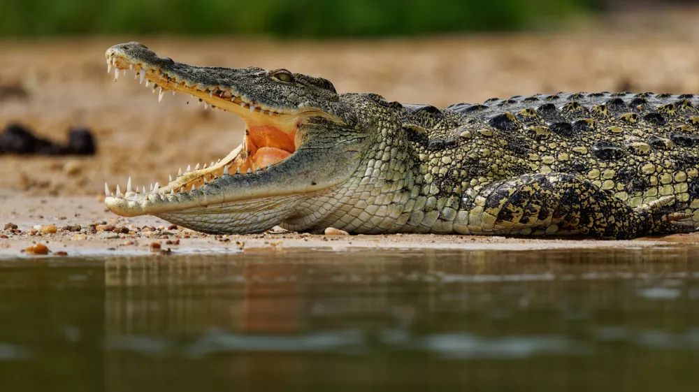 Krokodil ugrabi otroka ... / Foto: Istock