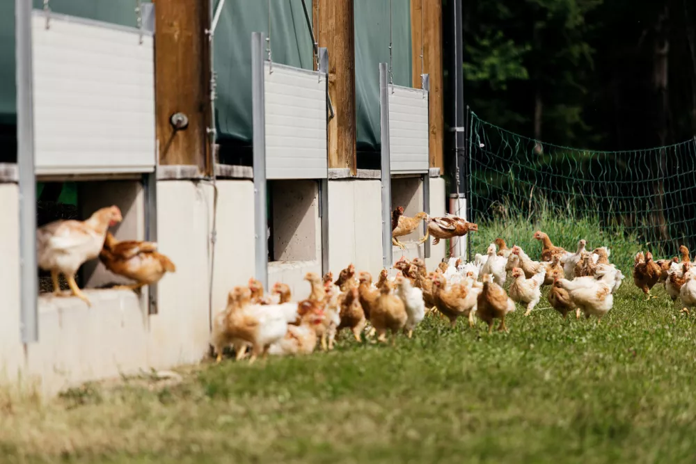Hermine Wech - Koro&scaron;ka perutnina, gazela 2024 / Foto: Hermine Wech 