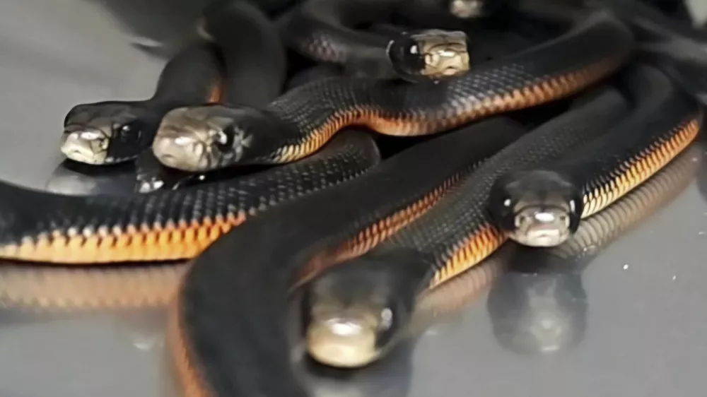 In this photo provided by Cory Kerewaro, red-belly black snakes are contained in a bucket after 102 of the reptiles were captured from a suburban Sydney yard, on Jan. 31, 2025. (Cory Kerewaro via AP)