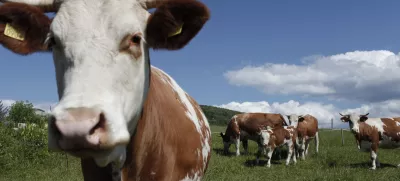 ﻿govedoreja - krave - krava -živinoreja - pašnik - //FOTO: Luka Cjuha