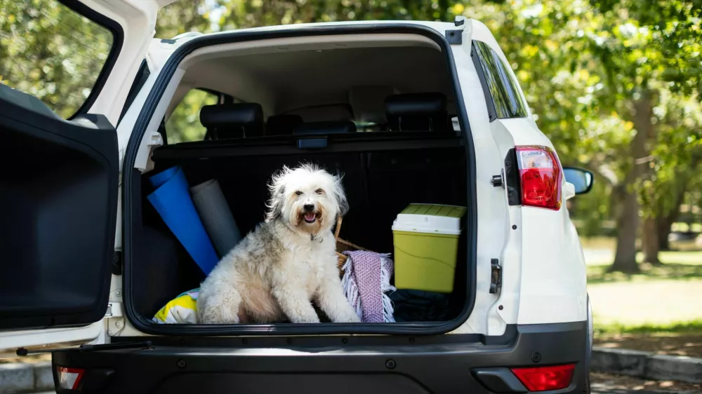 HN5FAB Pet in car trunk at park