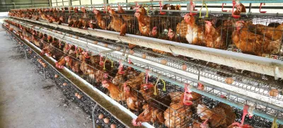 Chicken farm business with high farming and using technology on farming / Foto: Passakorn_14