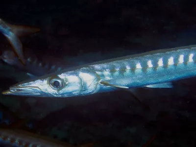 rumenousta barakuda. Foto: Reuters/Alamy