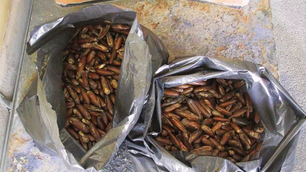 morski dateljni, &scaron;koljke, prstaci, zaplemba, meja