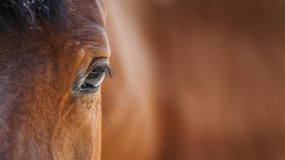 Konji učitelji posla