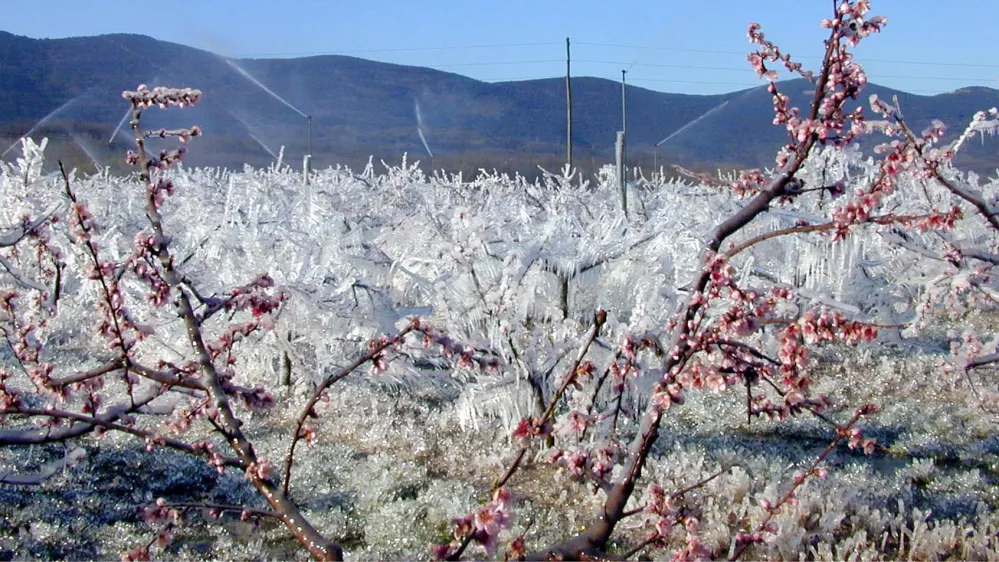 pozeba, led oroševanje nasad breskev v Volčji Dragi