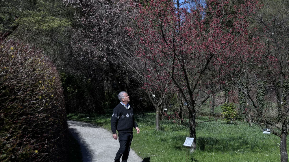 - 19.03.2025 - Japonska češnja, botanični vrt//FOTO: Jaka Gasar