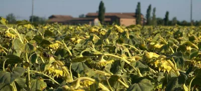 Zaradi suše bo prizadeta tudi pridelava sončničnega olja.