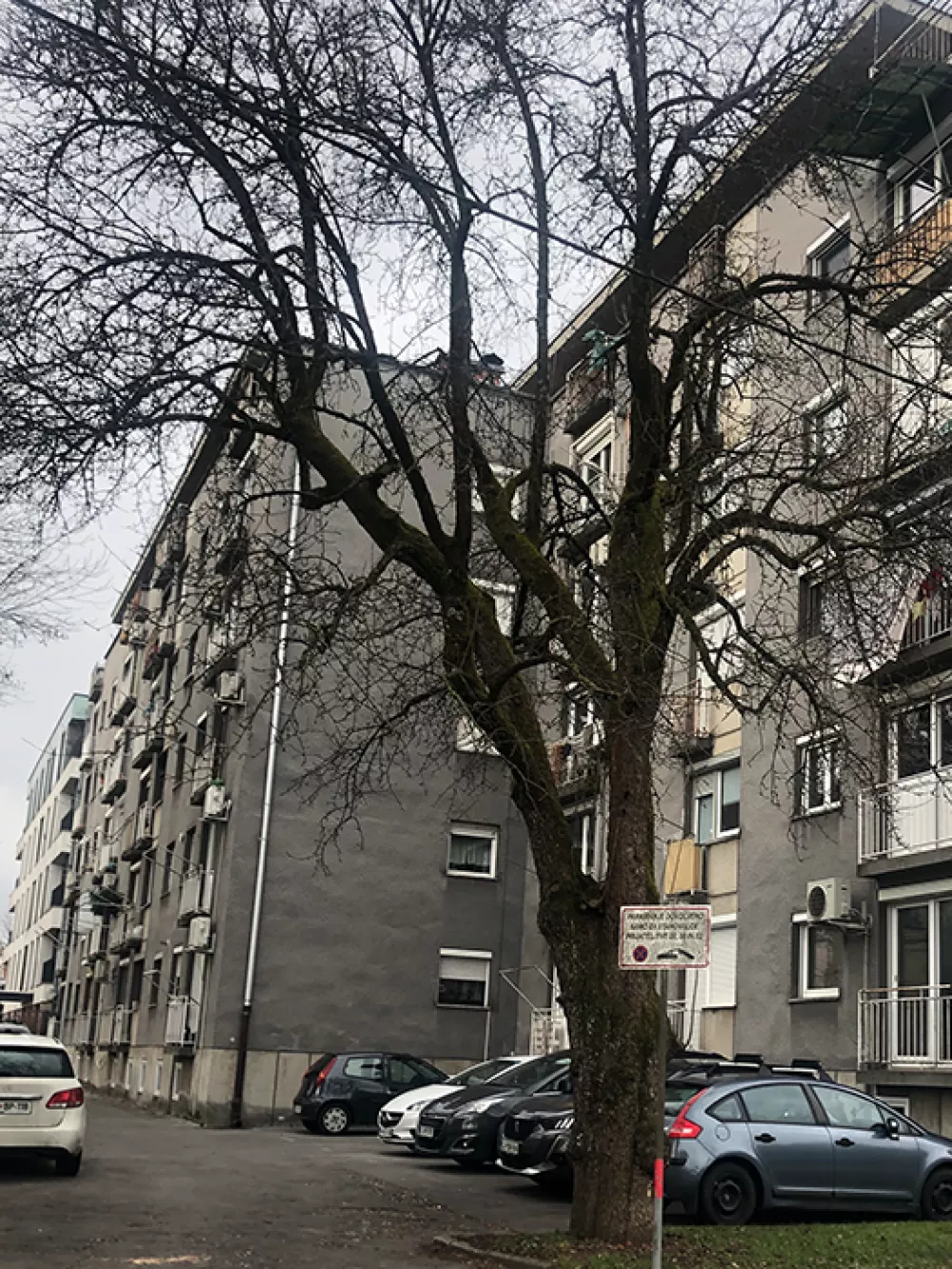 hruška – ''moštarica'' (na dvoriščni strani bloka Prijateljeva 32)