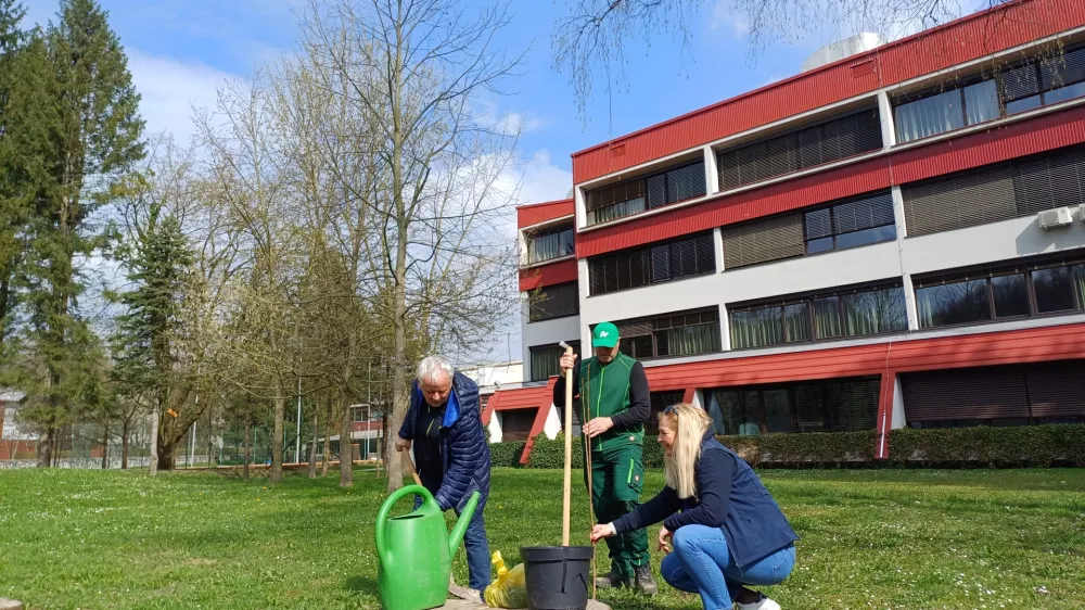 Lani so zasadili 35 novih medovitih dreves, letos pa bodo različne mestne lokacije obogatili še s 70 sadikami. Foto: Tina Jereb 