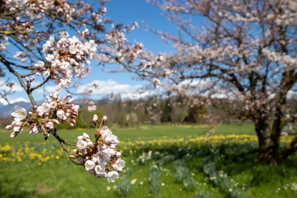 Cvetoče češnje v Arboretumu
