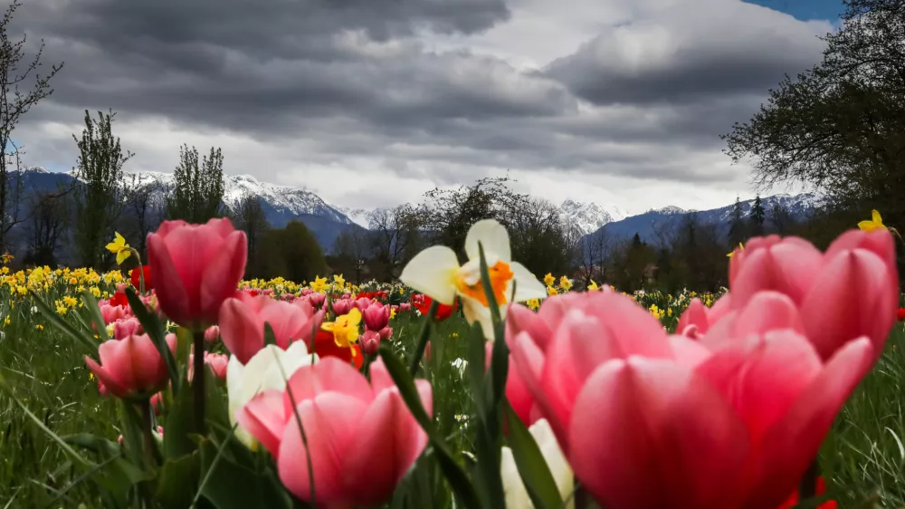 - razstava spomladanskega cvetja in tulipanov -- 18.04.2023 - Arboretum Volčji Potok - //FOTO: Bojan velikonja