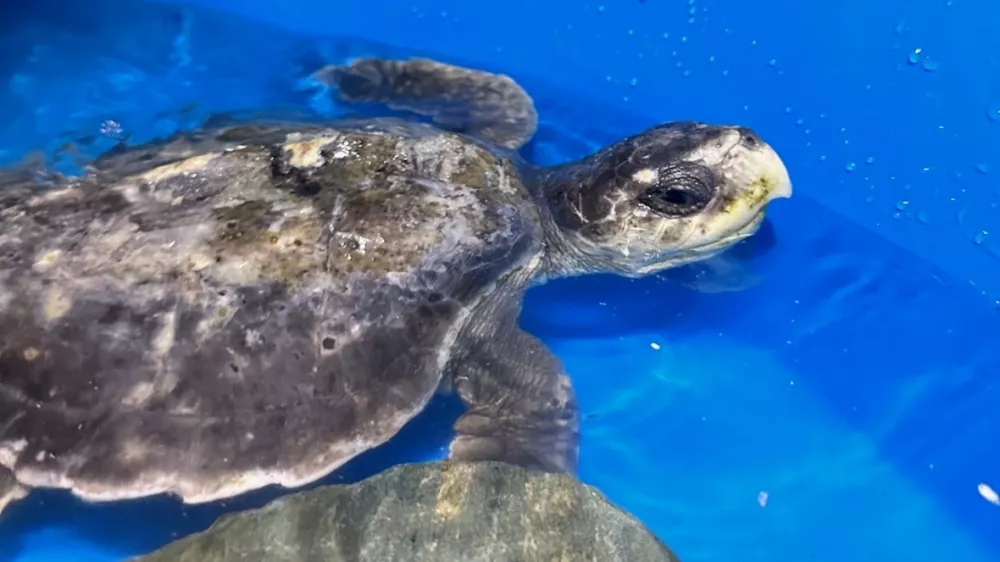 Rhossi, mlada tropska želva Kemps Ridley, najdena na plaži Rhosneigr. Foto Anglesey Sea Zoo)