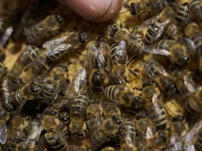 - Čebelarstvo - čebelarji - čebele - - Medonosna čebela, živi v družbeni skupnosti imenovana čebelja družina. V družini je le ena plodna samica - matica, ki leže jajčeca za razplod družine. Večino članov družine predstavljajo neplodne samice &ndash; delavke. V družini jih je več 10.000. Običajno čebelje družine &scaron;tejejo med 40.000 in 100.000 čebel. V panju sredi sezone je nekaj 100 ali celo več 1000 samcev &ndash; trotov. - Čebele gnezdijo na satju, ki ga same zgrade. Čebele uporabljajo satje za vzrejo zalege in skladi&scaron;čenje hrane. Na vrhu satja je običajno skladi&scaron;čen med, pod njim, proti sredini satja je skladi&scaron;čen cvetni prah, na sredini in spodaj pa čebele vzrejajo zalego. Zrel med čebele pokrijejo z vo&scaron;čenimi pokrovci. Ličinke odra&scaron;čajo v odprtih celicah, preden pa se zabubijo in preobrazijo v odrasle čebele, jih čebele zaprejo v celice s poroznimi pokrovci. Razvoj od jajčeca do odrasle čebele traja 21 dni. Trotje se razvijajo počasneje, matice pa hitreje. Odrasle čebele živijo v sezoni le 6-8 tednov, čez zimo pa tudi do pol leta. Trotje živijo v družini le v času rojenja čebel, matice pa lahko preživijo več let. //FOTO: Jaka AdamičOPOMBA: ZA OBJAVO V PRILOGI &ndash; DNEVNIKOV OBJEKTIV - REPORTAŽA O ČEBELAH