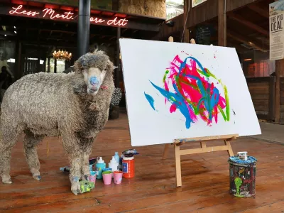 EXCLUSIVE: Baanksy the World's only painting sheep has been kidnapped from his animal sanctuary in South Africa. Owner Joanne Lefson, 53, (seen in a number of the photos) is offering a ,000 reward for his safe return. The waoolly whiz, named after notorious British street artist and activist Banksy, was last seen on 1 February. Founder and Director of the farm, Joanne, says: "A family visiting from the UK had booked a commission from Baanksy on 2 February, but he didn't arrive at his art studio. We went looking for him and filed a police report. We don't have any leads to go on. We had a smaller reward last week but now we have upped it to R1.2 million because we want clarification on what happened. He was either stolen, but there were no signs of a break-in, or out somewhere roaming the Winelands. We don't know why this particular sheep went ?missing when we have ten of them.", Lefson says Baanksy, whose paintings sell all over the world, was rescued from the side of the road in the Karoo – an intensive sheep farming region of South Africa. Farm Sanctuary SA became a well-known Franschhoek landmark as the home of Pigcasso, a painting pig who was saved from the slaughterhouse in 2016 that later became the most accomplished animal artists in history. To the dismay of fans worldwide and the over 111 000 social media users who followed her on Instagram, Pigcasso, sadly died of chronic rheumatoid arthritis last year. "As a vulnerable lamb, Baanksy was kept near Pigcasso's art studio, and he would often watch Pigcasso paint," the sanctuary explained. "One day in 2024 when the sheep was being sheared, a brush was needed to clear the hair from the shearer's blade. One of Pigcasso's brushes was used and left in the stall., Police spokesperson Sergeant Wesley Twigg confirmed they are investigating a stock theft case, saying: "According to the complainant, she left the sheep on 1 February at about 5pm and when she returned the following day, at about 9.15am, she noticed the sheep was missing. No arrests have been made yet.".18 Feb 2025,Image: 966088650, License: Rights-managed, Restrictions: NO South Africa, United Kingdom, Model Release: no, Pictured: BaanksyFoto: Profimedia