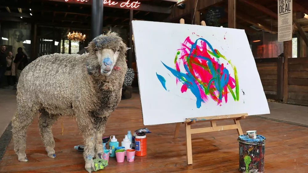 EXCLUSIVE: Baanksy the World's only painting sheep has been kidnapped from his animal sanctuary in South Africa. Owner Joanne Lefson, 53, (seen in a number of the photos) is offering a $62,000 reward for his safe return. The waoolly whiz, named after notorious British street artist and activist Banksy, was last seen on 1 February. Founder and Director of the farm, Joanne, says: "A family visiting from the UK had booked a commission from Baanksy on 2 February, but he didn't arrive at his art studio. We went looking for him and filed a police report. We don't have any leads to go on. We had a smaller reward last week but now we have upped it to R1.2 million because we want clarification on what happened. He was either stolen, but there were no signs of a break-in, or out somewhere roaming the Winelands. We don't know why this particular sheep went ?missing when we have ten of them.", Lefson says Baanksy, whose paintings sell all over the world, was rescued from the side of the road in the Karoo – an intensive sheep farming region of South Africa. Farm Sanctuary SA became a well-known Franschhoek landmark as the home of Pigcasso, a painting pig who was saved from the slaughterhouse in 2016 that later became the most accomplished animal artists in history. To the dismay of fans worldwide and the over 111 000 social media users who followed her on Instagram, Pigcasso, sadly died of chronic rheumatoid arthritis last year. "As a vulnerable lamb, Baanksy was kept near Pigcasso's art studio, and he would often watch Pigcasso paint," the sanctuary explained. "One day in 2024 when the sheep was being sheared, a brush was needed to clear the hair from the shearer's blade. One of Pigcasso's brushes was used and left in the stall., Police spokesperson Sergeant Wesley Twigg confirmed they are investigating a stock theft case, saying: "According to the complainant, she left the sheep on 1 February at about 5pm and when she returned the following day, at about 9.15am, she noticed the sheep was missing. No arrests have been made yet.".18 Feb 2025,Image: 966088650, License: Rights-managed, Restrictions: NO South Africa, United Kingdom, Model Release: no, Pictured: BaanksyFoto: Profimedia