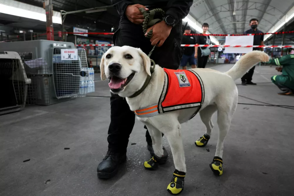 A handler holds the leash of Nuan, a dog of the K9 USAR Thailand, as search and rescue operations continue, following a strong earthquake, in Bangkok, Thailand, April 1, 2025. REUTERS/Chalinee Thirasupa