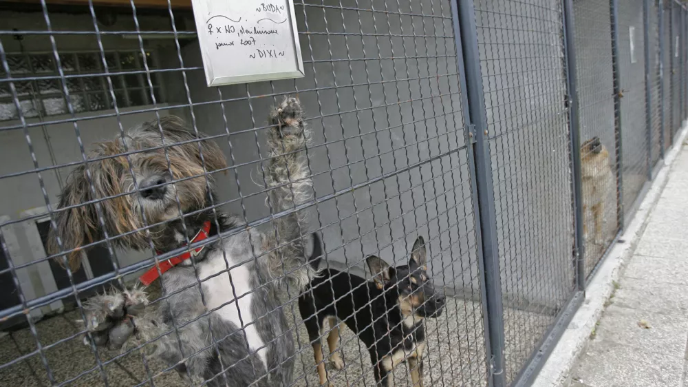 Zavetišče za zapuščene živali Gmajnice 30, azil za živali namenjen začasni namestitvi zapuščenih živali psov in mačk //FOTO: Luka CjuhaOPOMBA: ZA OBJAVO V ČASOPISU DNEVNIK