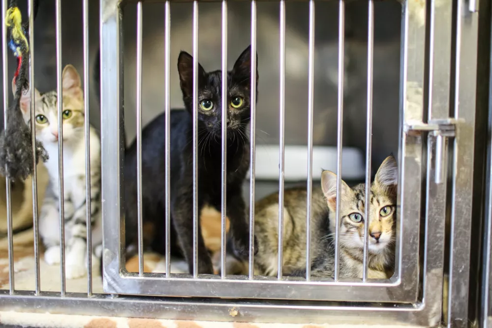 ﻿18.08.2016. Zavetišče za zapuščene živali Ljubljana, Gmajnicemačkafoto: Bojan Velikonja