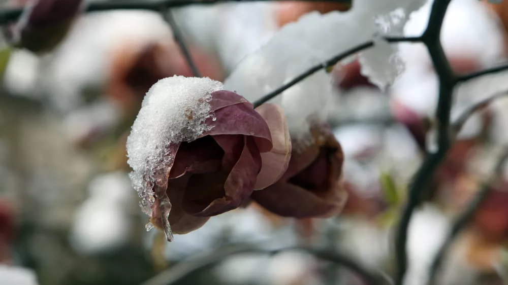 ﻿07.04.2021- Pomrzneni cvetovi, zmzal, aprilsko sneženje, pozebaFoto: Tomaž Skale