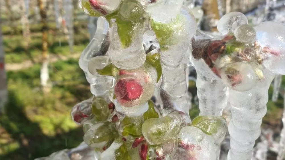 ﻿Pozeba 2020, Vojko Šušteršič, Piršenbreg, Posavje, nasad hrušk. Foto: Vojko Šušteršič