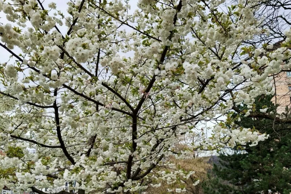 Cvetenje praviloma naznani bela sorodnica. / Foto: Roman Turnšek