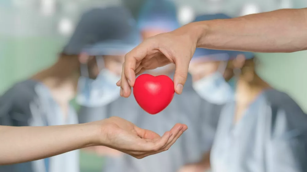 Heart transplant and organ donation concept. Hand is giving red heart. / Foto: Vchal