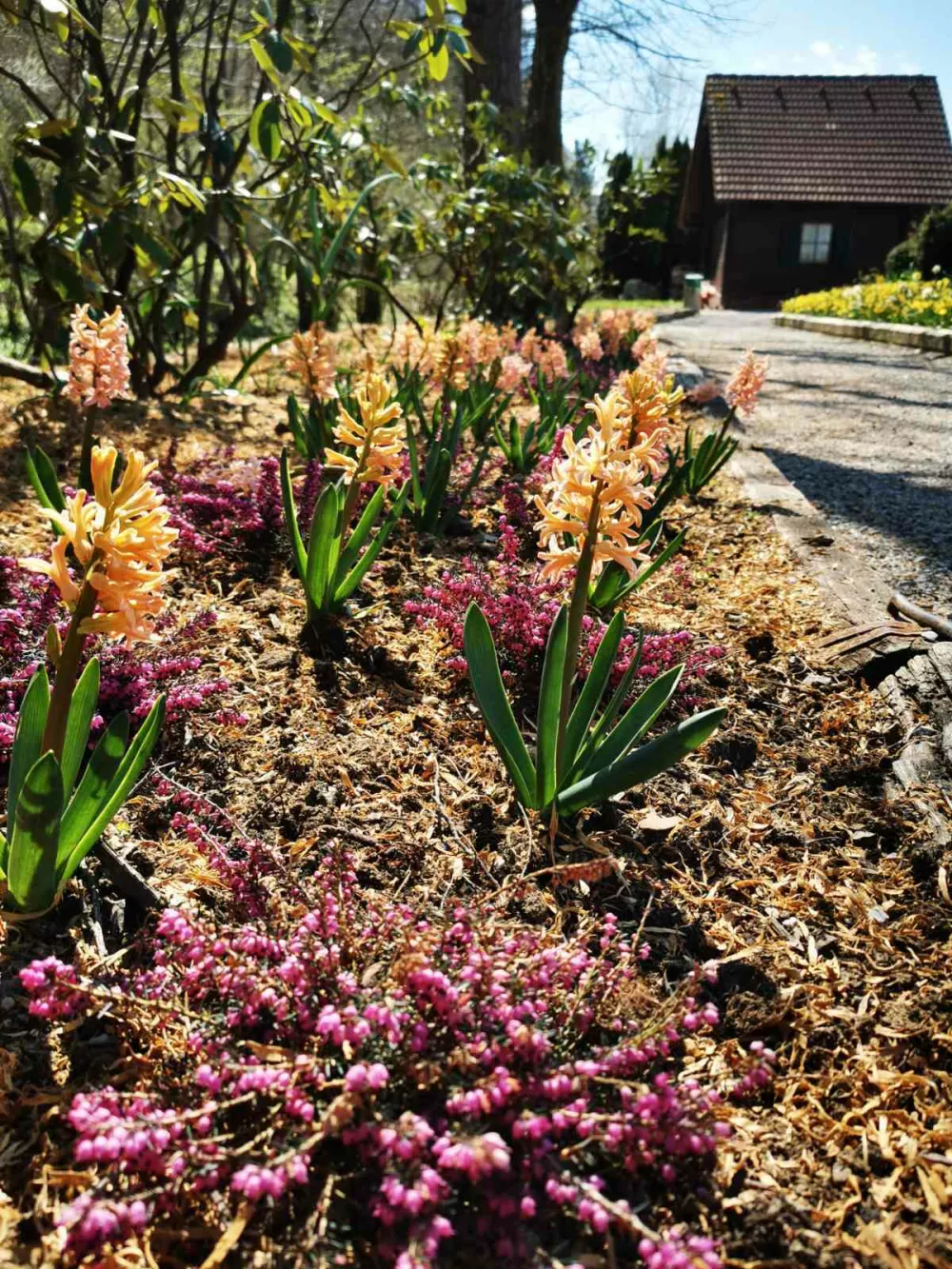 Mozirskem gaju so tudi letos na novo zasadili čebulnice, ki bodo v naslednjih tednih postopno cvetele. Foto: Tanja Skok
