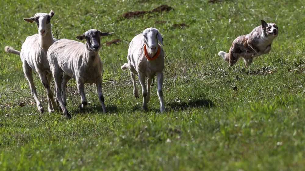 ovca ovce paša12.04.2025 - Ovčarska Spring Trial 2025 – Mednarodna tekma v pašnji ovac v Sloveniji - Klub pašnih psov Slovenije - pasma Border CollieFoto: Luka Cjuha