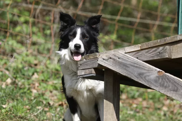 12.04.2025 - Ovčarska Spring Trial 2025 – Mednarodna tekma v pašnji ovac v Sloveniji - Klub pašnih psov Slovenije - pasma Border CollieFoto: Luka Cjuha