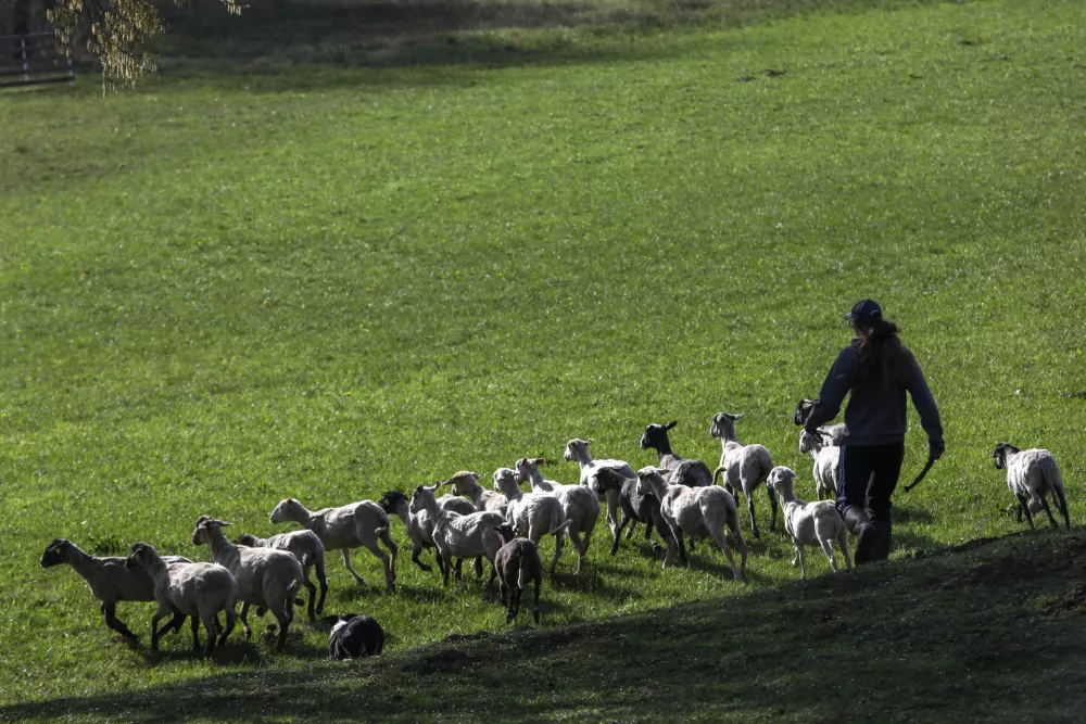 ovca ovce paša12.04.2025 - Ovčarska Spring Trial 2025 – Mednarodna tekma v pašnji ovac v Sloveniji - Klub pašnih psov Slovenije - pasma Border CollieFoto: Luka Cjuha