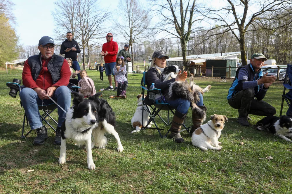 12.04.2025 - Ovčarska Spring Trial 2025 – Mednarodna tekma v pašnji ovac v Sloveniji - Klub pašnih psov Slovenije - pasma Border CollieFoto: Luka Cjuha
