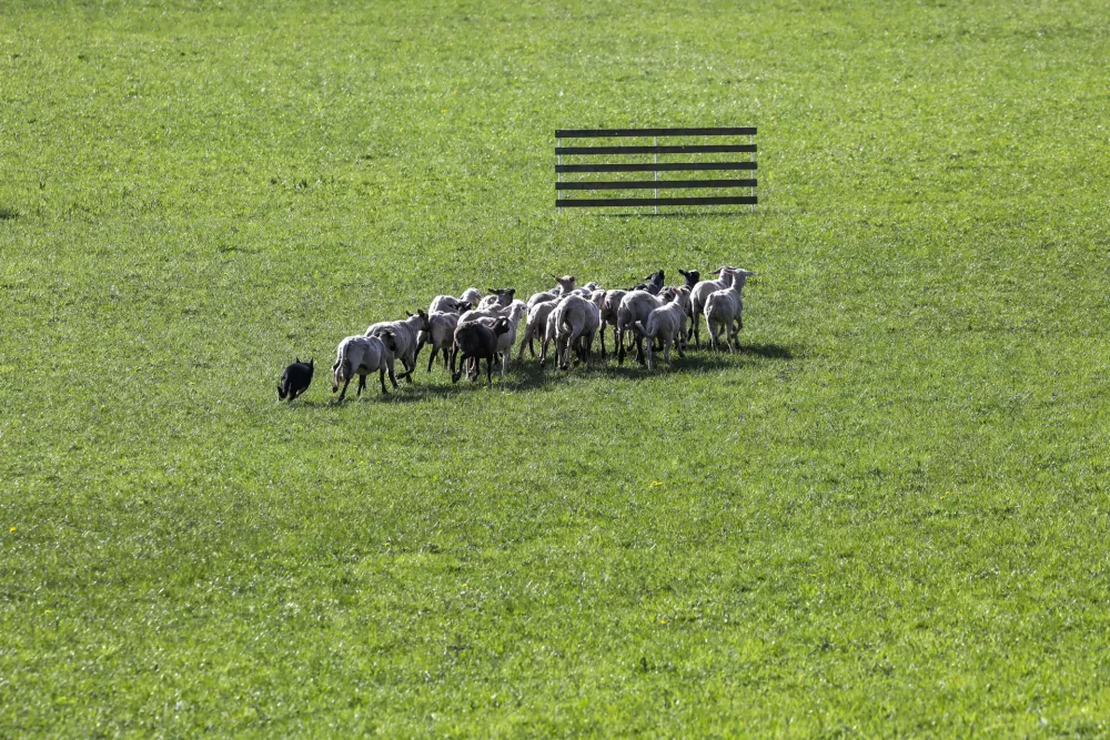 Na tekmi je sodelovalo 52 psov pasme škotski mejni ovčar in 150 ovc, ki s svojim vedenjem niso bile najlažje za vodnike. Foto: Luka Cjuha