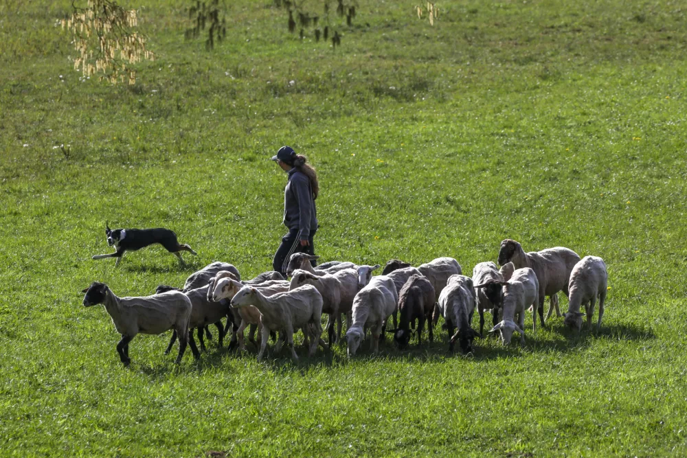 Na edinem ovčarskem tekmovanju evropske ravni pri nas so se v zganjanju ovc pomerili kmetje in ljubiteljski ter profesionalni vodniki. Foto: Luka Cjuha
