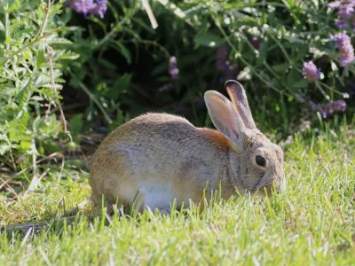 Zajci, značilni za Denver lahko skočijo med 60 in 90 centimetri visoko.