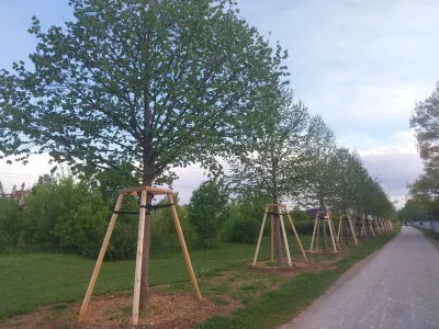 drevored v Šmartinskem parku - drevesa, ki jih je MOL presadila z Linhartove ceste