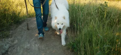 Dog samoyed and his owner. Cool dog and young man having fun in a park. Concepts of friendship