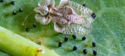 Hrastova čipkarka od blizu