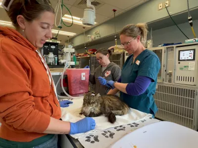 Kot po čudežu preživela Mirage je na varnem. Foto: Društva za živali Best Friends