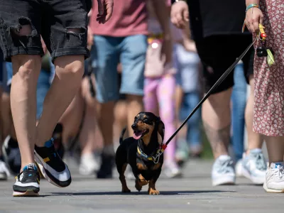 A Dachshund and owner take part in an attempt to set Hungary's record for the largest dog walk of a single breed, at Budapest City Park, Budapest, Thursday, May 1, 2025. (AP Photo/Denes Erdos)