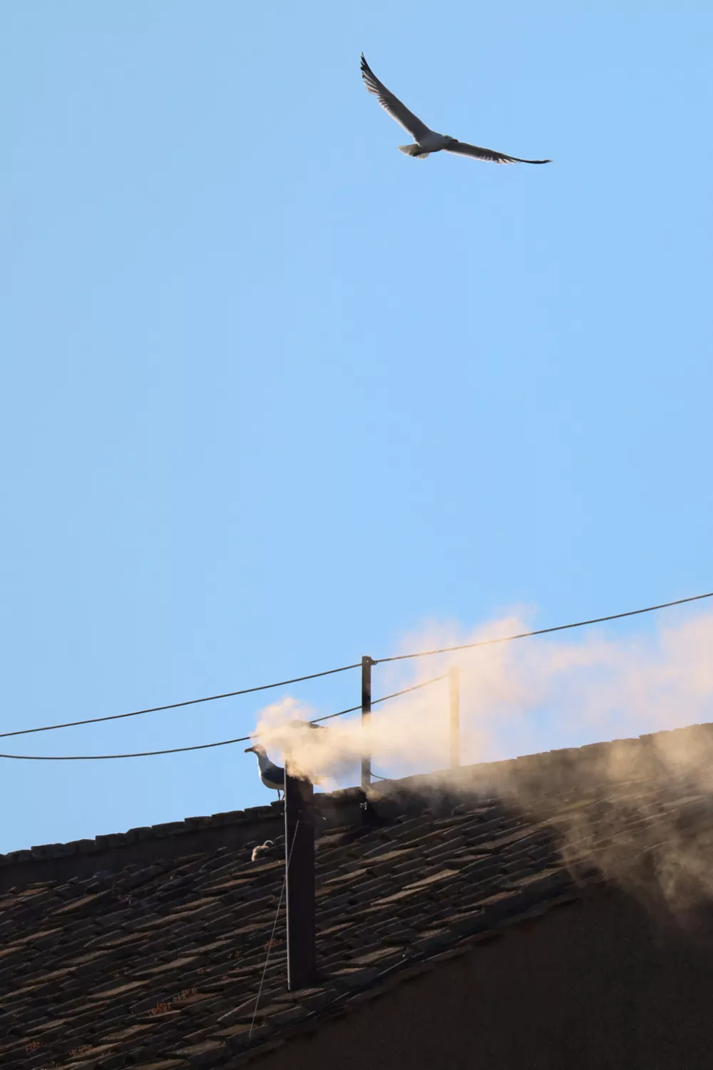 White smoke rises from the chimney on the Sistine Chapel, indicating that a new pope has been elected at the Vatican, May 8, 2025.  REUTERS/MURAD SEZER
