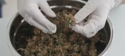 Maria Aparecida Carvalho holds a bud of marijuana that she cultivates for medicinal purposes, in the backyard of her home in Sao Paulo, Wednesday, July 10, 2024. (AP Photo/Andre Penner)