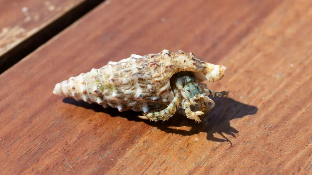 Oblasti še niso ugotovile, zakaj so Kitajci skušali pretihotapiti ogromno količino rakov. Simbolična fotografija: Profimedia